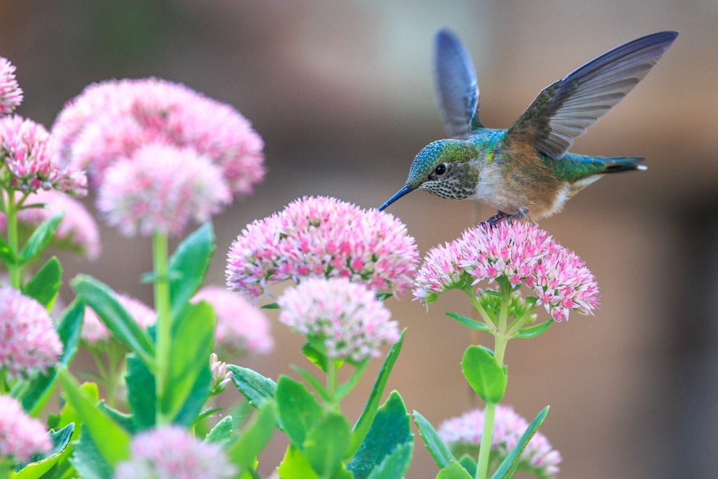 Hummingbird with Flower, adapting to environment, stage after predict and accelerate