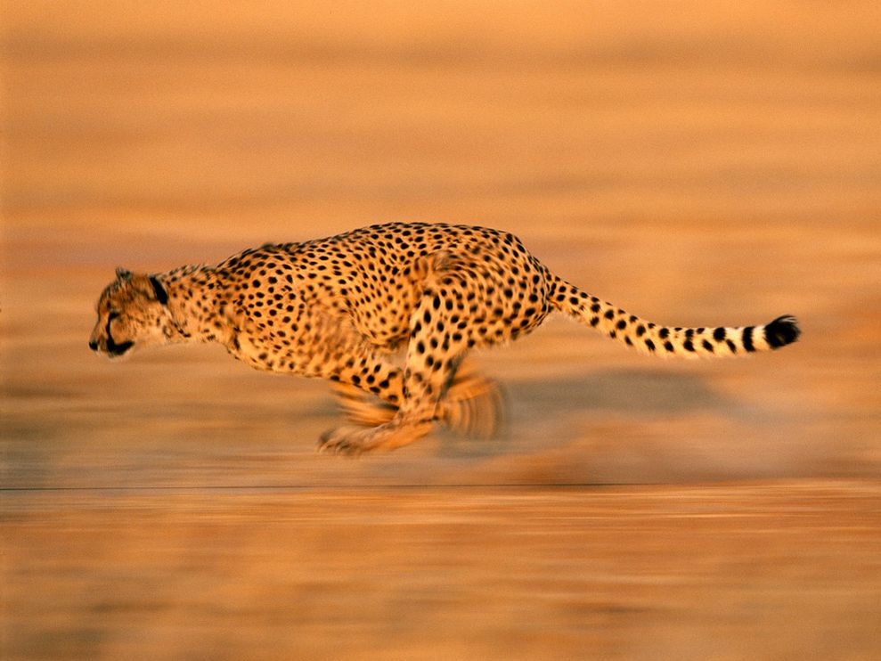 accelerating cheetah, accelerate stage comes after predict